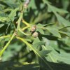 Quercus robur-Дуб черешчатый ф. рассеченнолистная (плодоношение)
